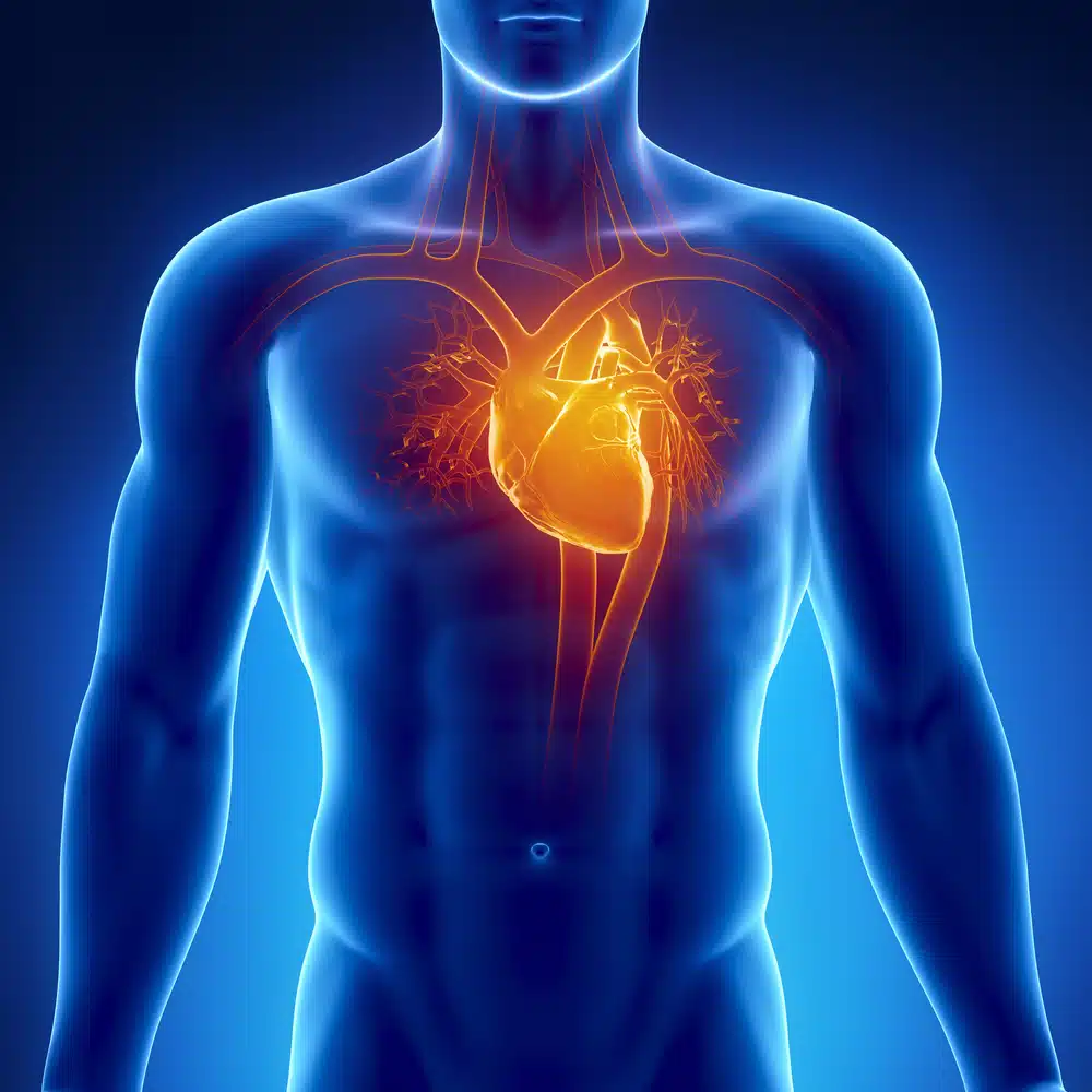 Le système cardiaque humain